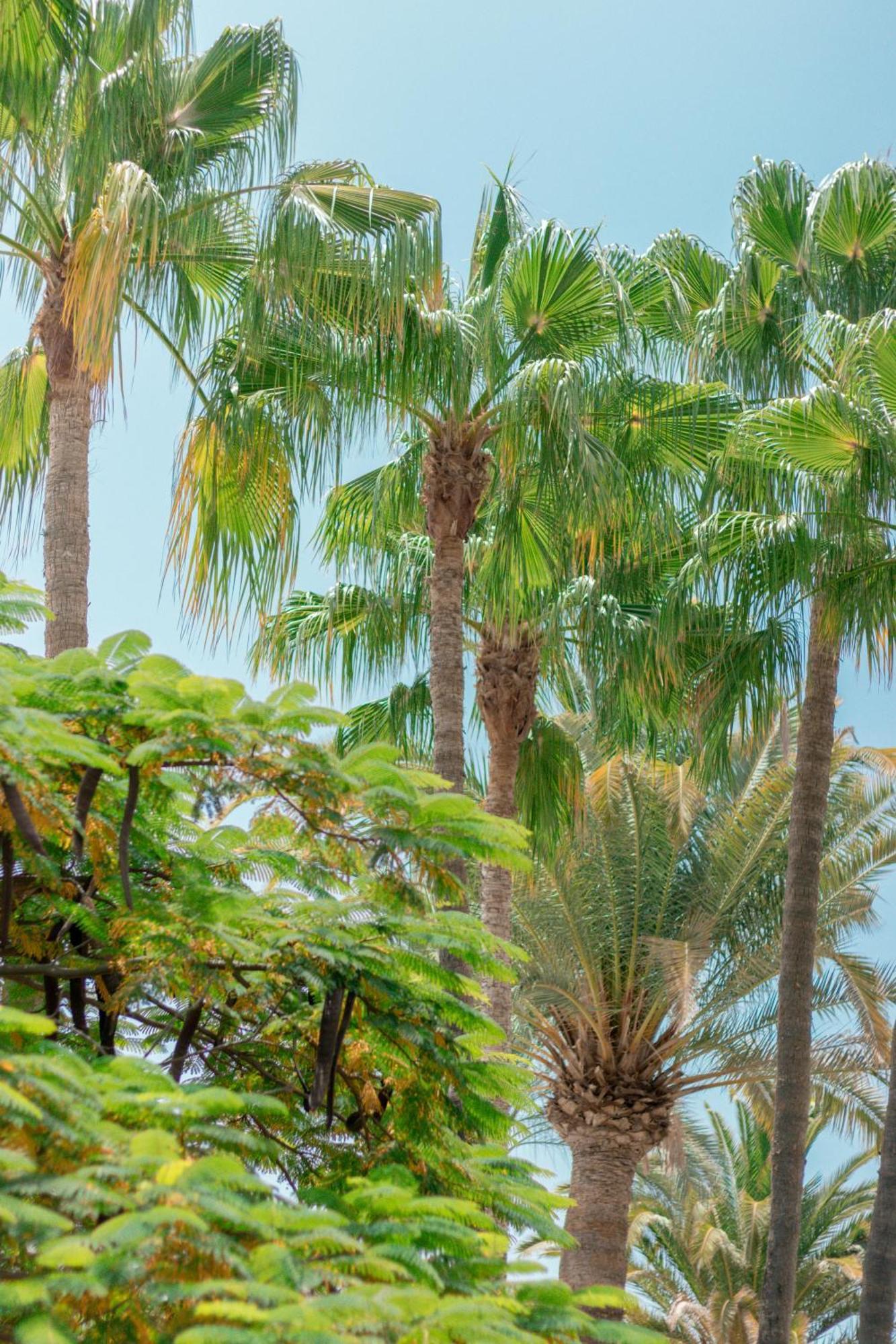 Apartamentos El Palmar Playa del Inglés Eksteriør billede
